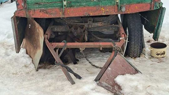 Tego nie da się nazwać budą! 16 psów w dramatycznych warunkach [ZDJĘCIA]