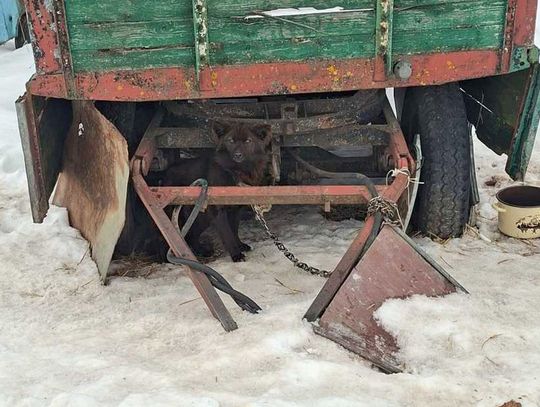 Tego nie da się nazwać budą! 16 psów w dramatycznych warunkach [ZDJĘCIA]
