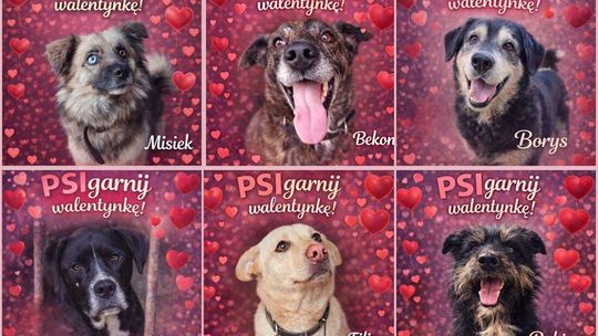 PSIgarnij walentynkę! Apel o adopcję psów z chełmskiego schroniska