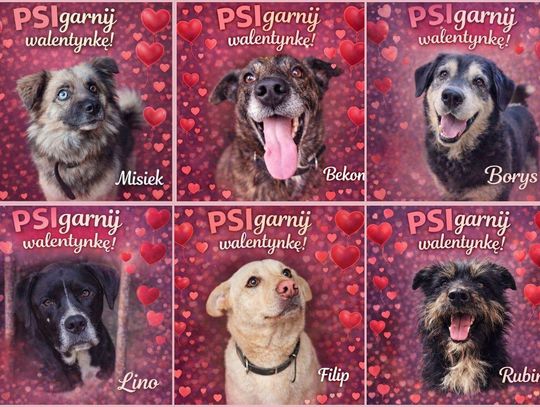 PSIgarnij walentynkę! Apel o adopcję psów z chełmskiego schroniska