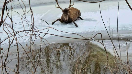 14 strażaków, 3 godziny walki o życie jelenia, który wpadł do Bugu [ZDJĘCIA]