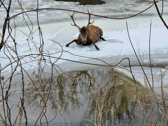 14 strażaków, 3 godziny walki o życie jelenia, który wpadł do Bugu [ZDJĘCIA]