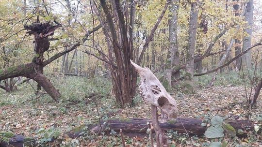 Kaplonosy Kolonia, gm. Wyryki. Grodzisko ukryte wśród bagien.