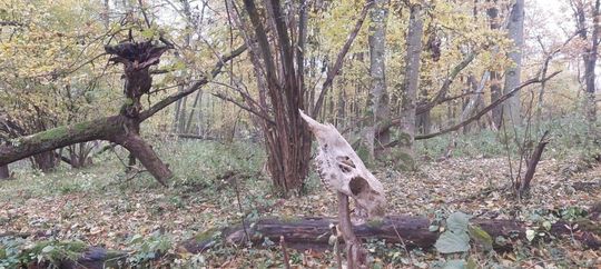 Kaplonosy Kolonia, gm. Wyryki. Grodzisko ukryte wśród bagien.