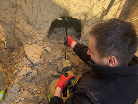 Nietypowa interwencja strażaków. Pies utknął w lisiej norzev [ZDJĘCIA]