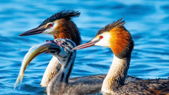 Fotografia autorstwa Elżbiety Paciorkowskiej w światowej elicie