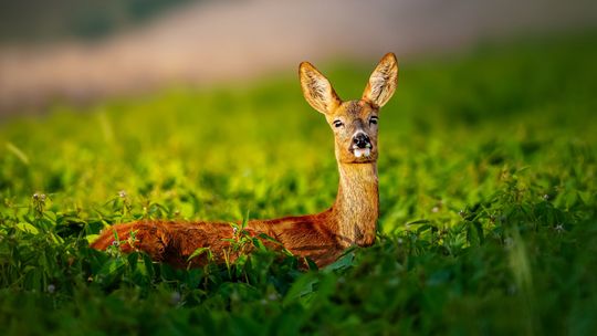 Fotografia autorstwa Elżbiety Paciorkowskiej w światowej elicie