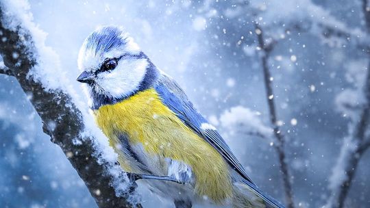 Fotografia autorstwa Elżbiety Paciorkowskiej w światowej elicie