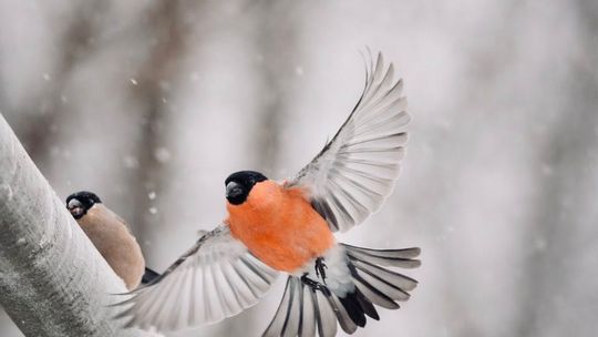 Fotografia autorstwa Elżbiety Paciorkowskiej w światowej elicie