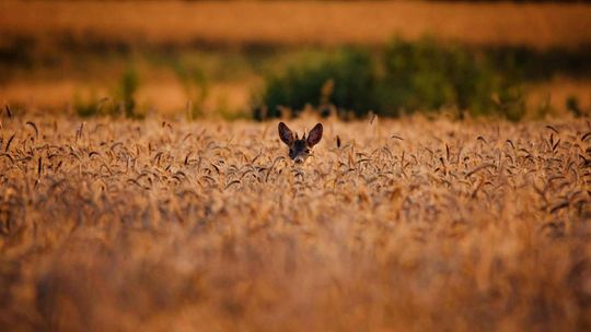 Fotografia autorstwa Elżbiety Paciorkowskiej w światowej elicie