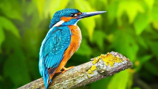 Włodawska fotografka Elżbieta Paciorkowska w światowej elicie [GALERIA ZDJĘĆ]