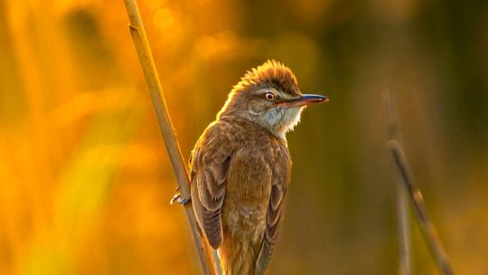Fotografia autorstwa Elżbiety Paciorkowskiej w światowej elicie