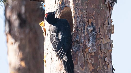 Fotografia autorstwa Elżbiety Paciorkowskiej w światowej elicie