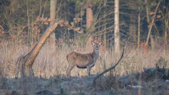 Fotografia autorstwa Elżbiety Paciorkowskiej w światowej elicie