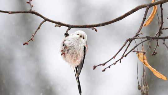 Fotografia autorstwa Elżbiety Paciorkowskiej w światowej elicie
