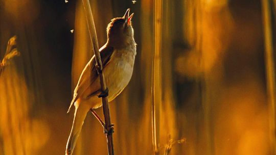 Fotografia autorstwa Elżbiety Paciorkowskiej w światowej elicie