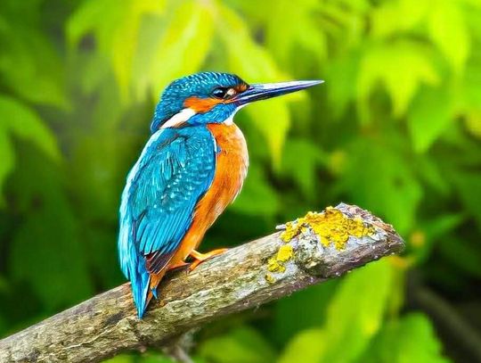 Włodawska fotografka Elżbieta Paciorkowska w światowej elicie [GALERIA ZDJĘĆ]