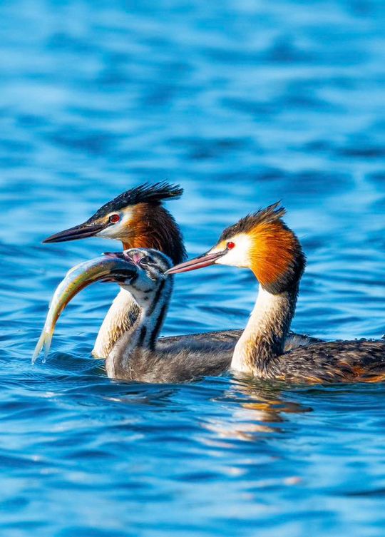 Włodawska fotografka Elżbieta Paciorkowska w światowej elicie