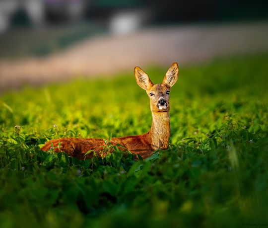 Włodawska fotografka Elżbieta Paciorkowska w światowej elicie