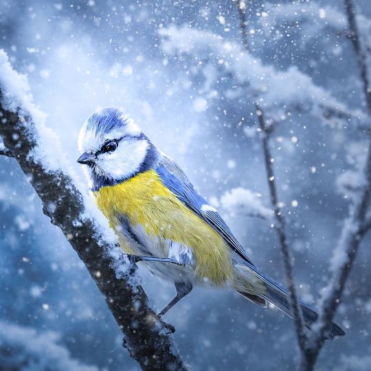 Włodawska fotografka Elżbieta Paciorkowska w światowej elicie