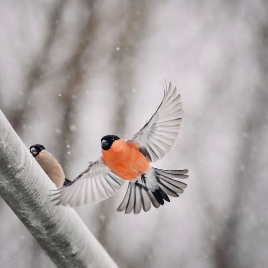 Włodawska fotografka Elżbieta Paciorkowska w światowej elicie