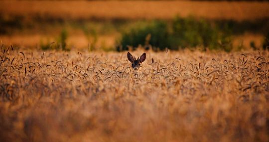 Włodawska fotografka Elżbieta Paciorkowska w światowej elicie
