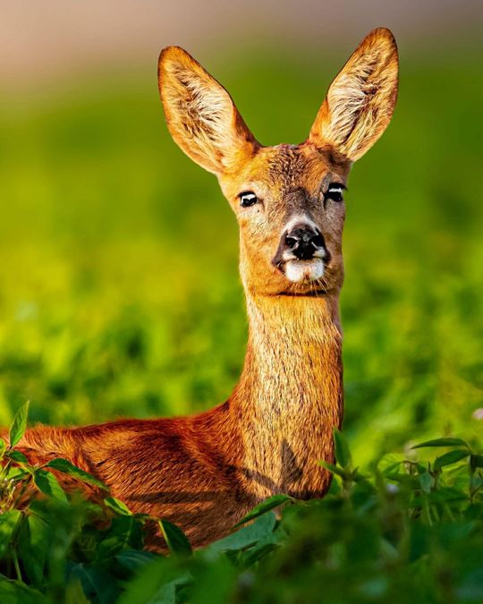 Włodawska fotografka Elżbieta Paciorkowska w światowej elicie