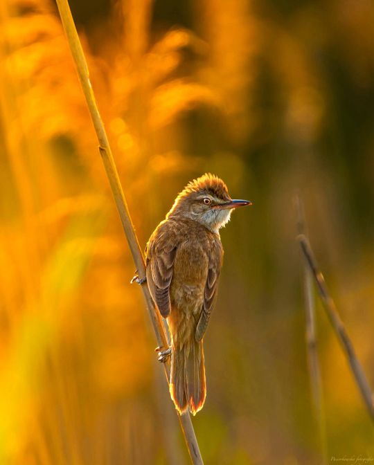 Włodawska fotografka Elżbieta Paciorkowska w światowej elicie
