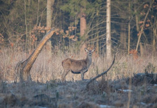 Włodawska fotografka Elżbieta Paciorkowska w światowej elicie