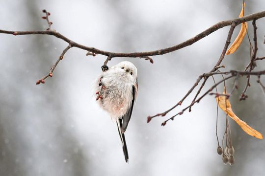 Włodawska fotografka Elżbieta Paciorkowska w światowej elicie