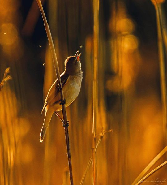 Włodawska fotografka Elżbieta Paciorkowska w światowej elicie