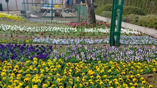 Miasto pięknieje na wiosnę [ZDJĘCIA]