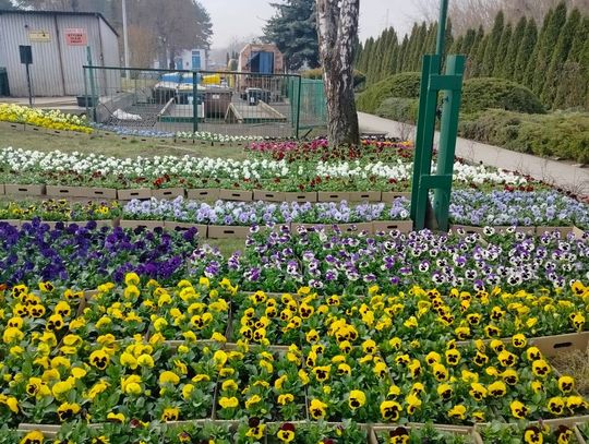 Miasto pięknieje na wiosnę [ZDJĘCIA]