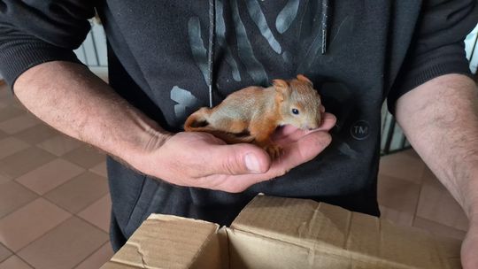 Pięć osieroconych wiewiórek trafiło pod opiekę specjalistów [ZDJĘCIA]