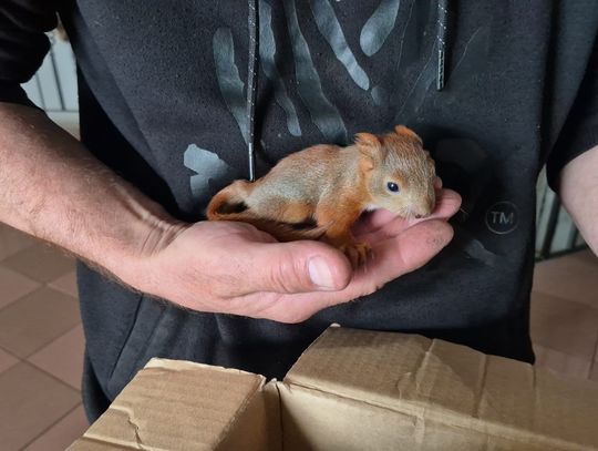 Pięć osieroconych wiewiórek trafiło pod opiekę specjalistów [ZDJĘCIA]