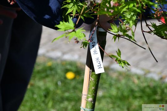Nowe drzewo dla miasta. Uczniowie z Krasnegostawu świętowali Dzień Ziemi w praktyce [GALERIA ZDJĘĆ] 