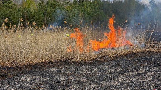 Czarna seria pożarów w powiecie włodawskim. Strażacy walczyli z żywiołem przez wiele godzin [ZDJĘCIA]