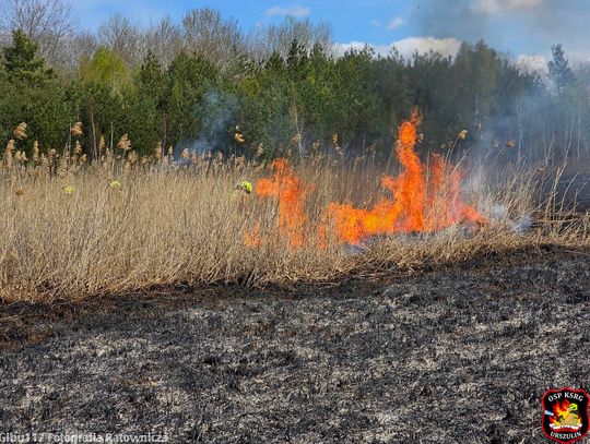 Czarna seria pożarów w powiecie włodawskim. Strażacy walczyli z żywiołem przez wiele godzin [ZDJĘCIA]