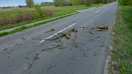 Region. Wichury znów powalają drzewa. Jedno spadło na auto. Ranny kierowca zabrany do szpitala [ZDJĘCIA]