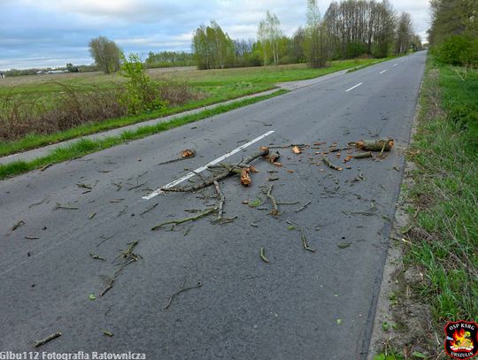 Region. Wichury znów powalają drzewa. Jedno spadło na auto. Ranny kierowca zabrany do szpitala [ZDJĘCIA]