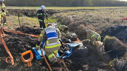 Konie uwięzione w bagnie. Wielka mobilizacja służb i mieszkańców [ZDJĘCIA]