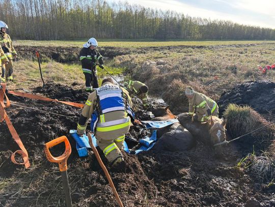 Konie uwięzione w bagnie. Wielka mobilizacja służb i mieszkańców [ZDJĘCIA]