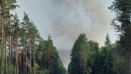 Wielki pożar lasu na pograniczu gmin Józefów i Łukowa. Z ogniem walczy 60 zastępów straży pożarnej [ZDJĘCIA]
