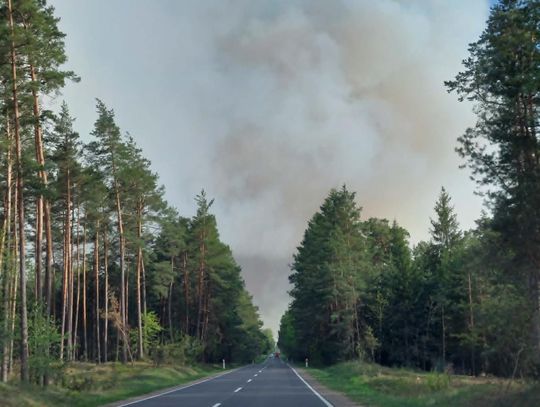 Wielki pożar lasu na pograniczu gmin Józefów i Łukowa. Z ogniem walczy 60 zastępów straży pożarnej [ZDJĘCIA]
