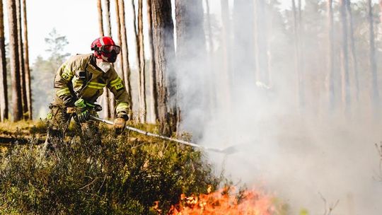 Strażacy wciąż gaszą pożar lasu w Puszczy Solskiej. Na miejscu pracuje 100 zastępów [ZDJĘCIA]