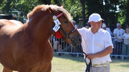 Gm. Ruda-Huta. Powiatowy Dzień Konia Zimnokrwistego [GALERIA ZDJĘĆ]