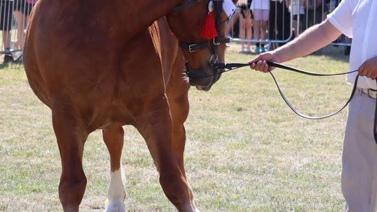Gm. Ruda-Huta. Powiatowy Dzień Konia Zimnokrwistego [GALERIA ZDJĘĆ]