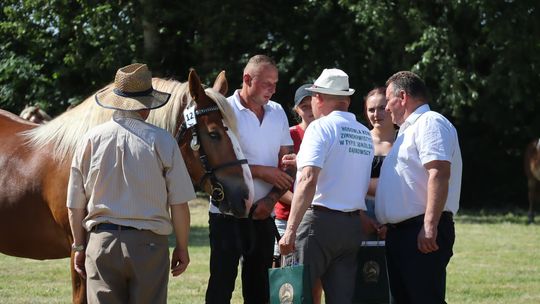 Gm. Ruda-Huta. Powiatowy Dzień Konia Zimnokrwistego [GALERIA ZDJĘĆ]