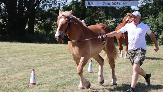 Gm. Ruda-Huta. Powiatowy Dzień Konia Zimnokrwistego [GALERIA ZDJĘĆ]