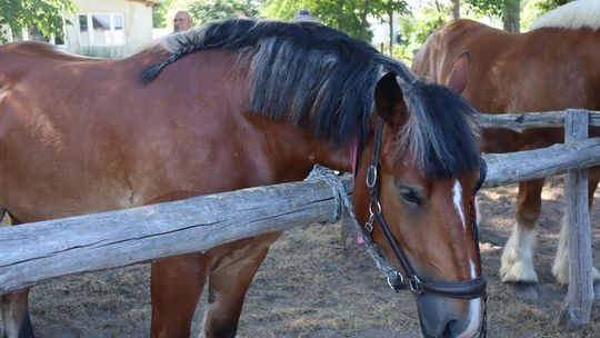 Gm. Ruda-Huta. Powiatowy Dzień Konia Zimnokrwistego [GALERIA ZDJĘĆ]